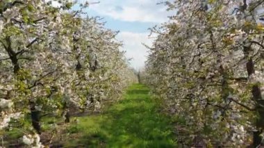 Meyve bahçesinde güzel bir bahar günü - hava görüntüleri