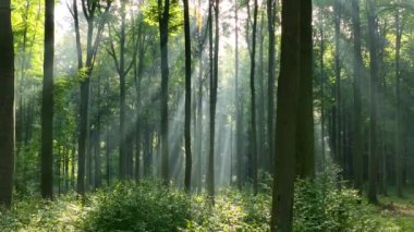 Yeşil ormanda güneşli bir sabahta güzel manzara.