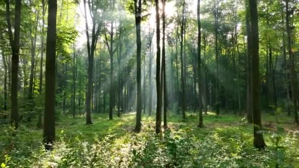 Όμορφη Θέα Στο Ηλιόλουστο Πρωινό Στο Καταπράσινο Δάσος — Αρχείο Βίντεο