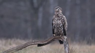 Deniz kartalı veya beyaz kuyruklu kartal (Haliaeetus albicilla)