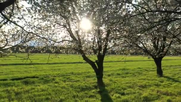 Meyve Bahçesinde Güzel Bir Bahar Günü Hava Görüntüleri — Stok video