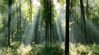 Beautiful morning in the forest with sunlight