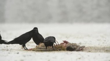 Ravens eating dead roe deer at winter