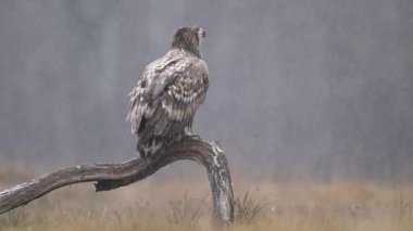 Kış manzarasında kaba bacaklı akbaba (Buteo lagopus)