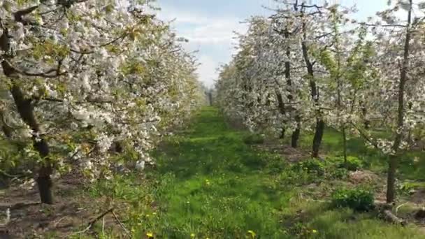 Hermoso Día Primavera Huerto Cerezos Metraje Aéreo — Vídeos de Stock