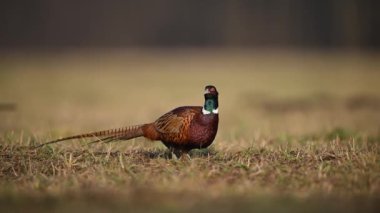 Doğal yaşam alanında güzel bir kuş.