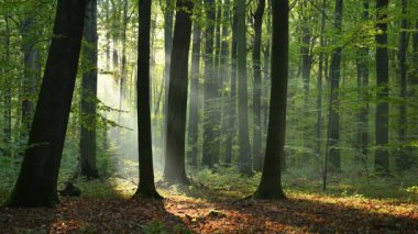 Ağaçlarla ve güneş ışığıyla muhteşem bir orman manzarası.
