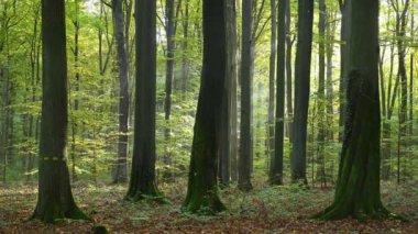Ağaçlarla ve güneş ışığıyla muhteşem bir orman manzarası.