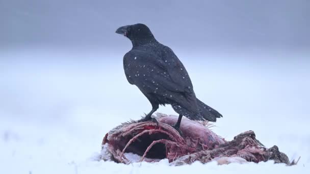 Pássaro Corvo Com Presa Temporada Inverno — Vídeo de Stock