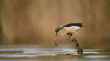 Küçük bittern (Ixobrychus minute) kapat