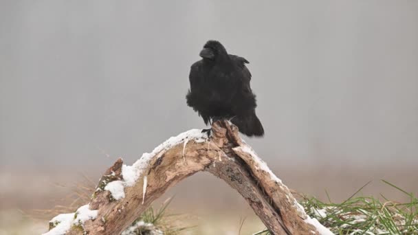 Pássaro Corvo Perto Corvus Corax — Vídeo de Stock