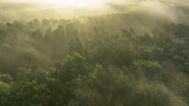 Ormanda sisli bir sabah - hava görüntüleri