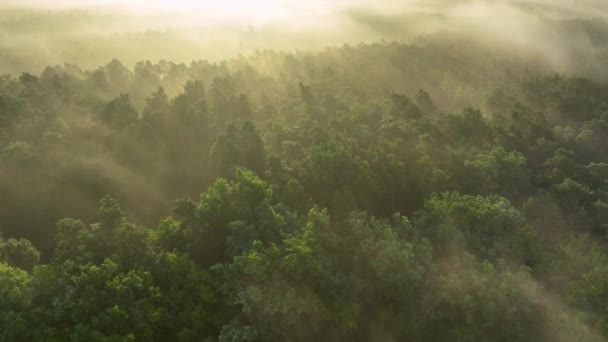 Mattinata Nebbiosa Sopra Foresta Riprese Aeree — Video Stock