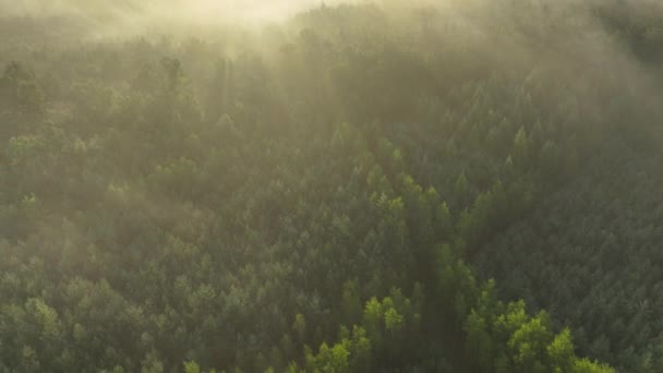 多雾的早晨在森林上空 空中拍摄 免版税图库视频