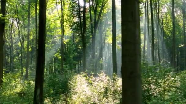 Gyönyörű Napfény Zöld Erdőben Jogdíjmentes Stock Videó