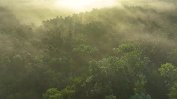 多雾的早晨在森林上空 空中拍摄 — 图库视频影像