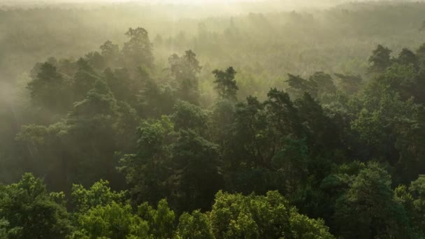 Mattinata Nebbiosa Sopra Foresta Riprese Aeree — Video Stock