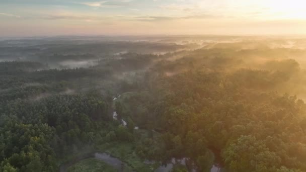 多雾的早晨掠过河流和森林 空中镜头 免版税图库视频