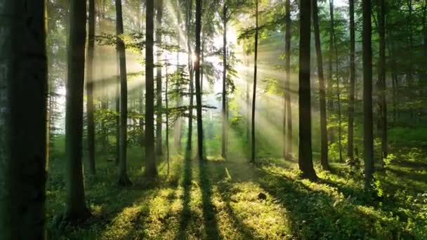 Yeşil Ormanda Güzel Güneş Işığı — Stok video