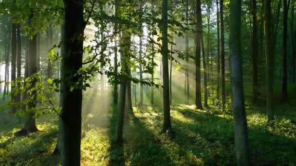 Gyönyörű Napfény Zöld Erdőben Videóklipek