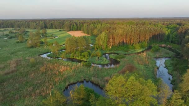 森と川の美しい春の朝 ドローン空中ビュー — ストック動画