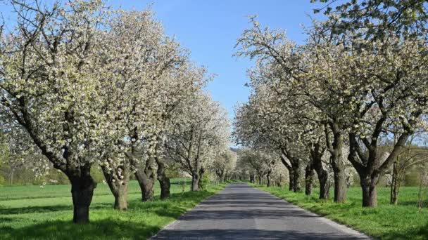 Gyönyörű Virágzó Cseresznyefák Sugárút Jogdíjmentes Stock Felvétel