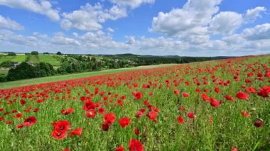 Kırmızı gelincik tarlasında güzel bir gün