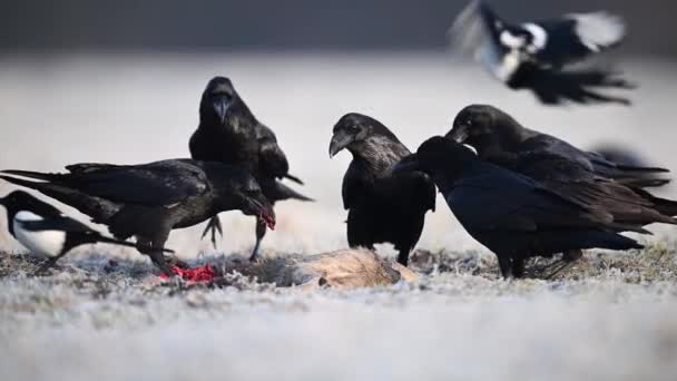 Ravens Eating Dead Roe Deer — Stock Video