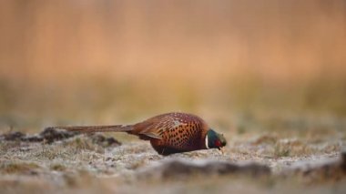 Halka yakalı Sülün (Phasianus colchicus) erkek