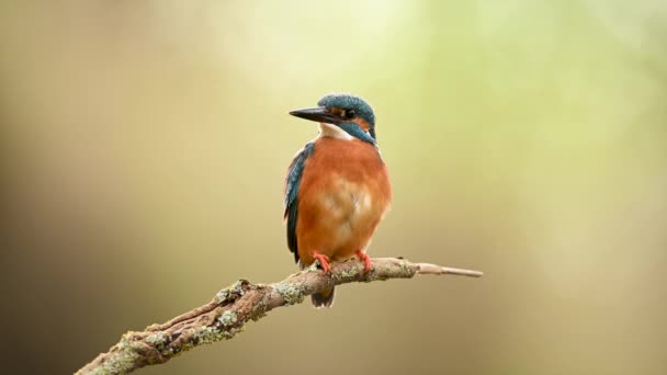 Európai Kingfisher Alcedo Atthis Közelkép Stock Felvétel