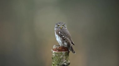 Avrasya pigme baykuşu (Glaucidium passerinum )