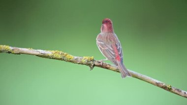 Genel gül ağacı (carpodacus erythrinus) erkek