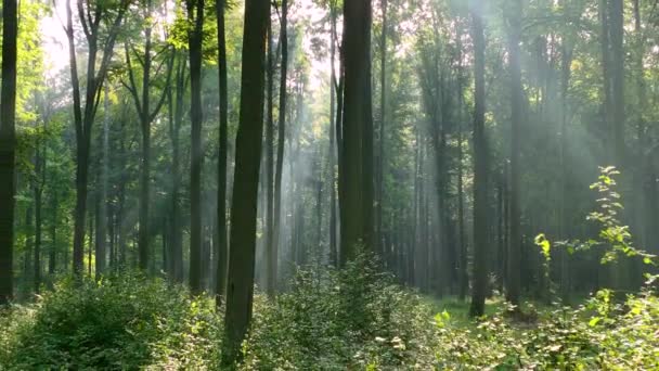 Bella Luce Del Sole Nella Foresta Riprese Aeree — Video Stock