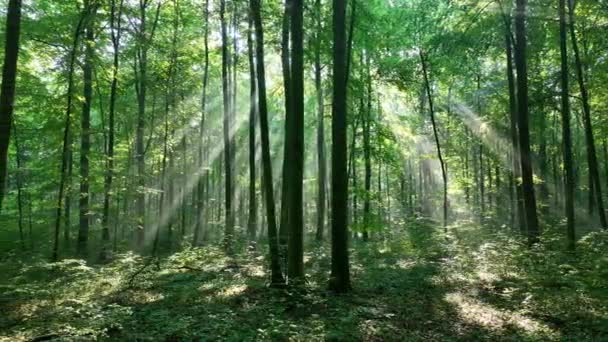 Gyönyörű Napfény Zöld Erdőben Stock Videó