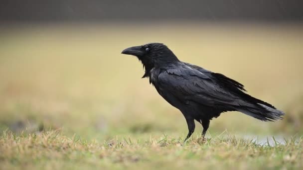 Cuervo Corvus Corax Cerca — Vídeos de Stock