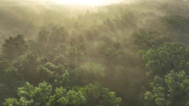 Ormanda sisli bir sabah - hava görüntüleri