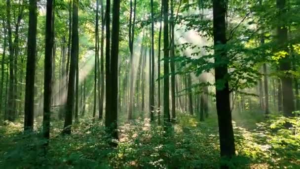 Prachtig Zonlicht Het Groene Bos — Stockvideo
