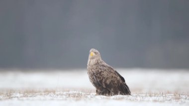 Beyaz kuyruklu kartal (Haliaeetus albicilla )