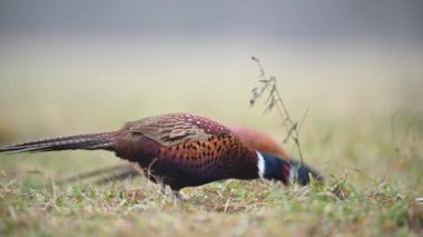 Halka yakalı Sülün (Phasianus colchicus) erkek