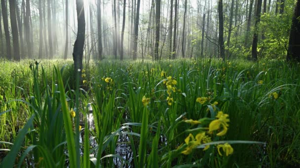 美丽的早晨 在高山潮湿的森林里 — 图库视频影像