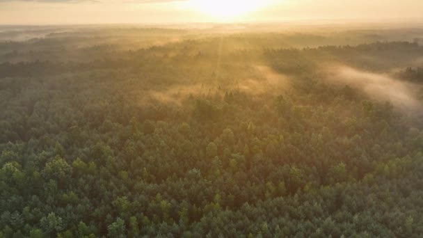 多雾的早晨在森林上空 空中拍摄 — 图库视频影像
