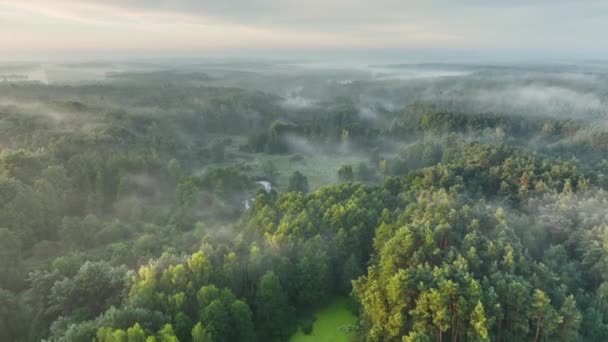 多雾的早晨掠过河流和森林 空中镜头 — 图库视频影像