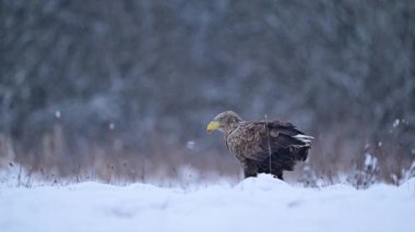 Beyaz kuyruklu kartal (Haliaeetus albicilla )