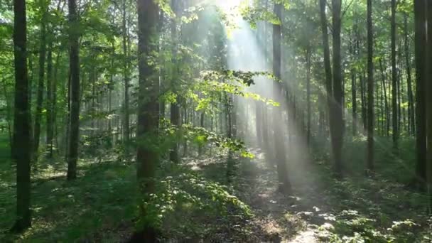 Belle lumière du soleil dans la forêt verte