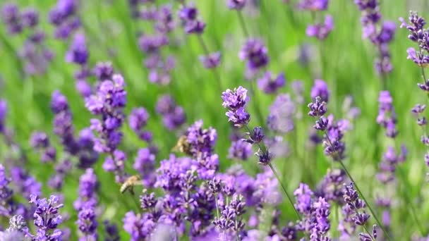 Prachtige Lavendelbloemen Wind — Stockvideo