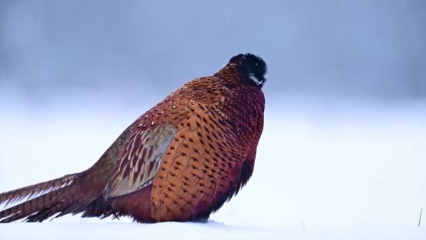 Col Rond Faisan Phasianus Colchicus Mâle Gros Plan — Video