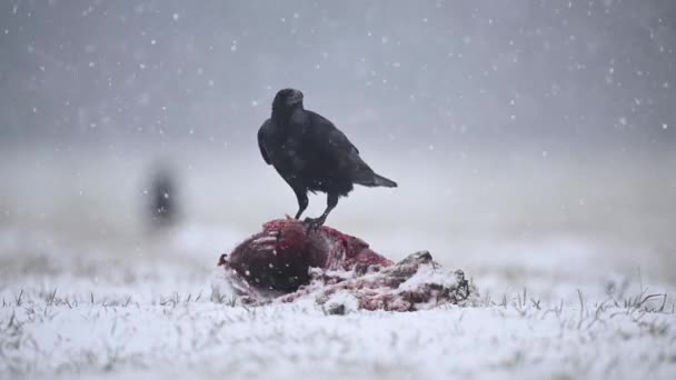 Raven Eating Dead Roe Deer — Stock Video