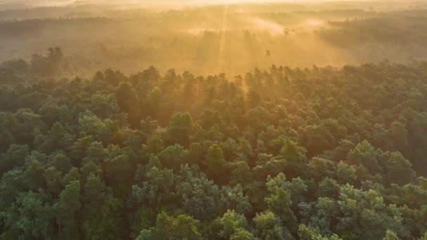 Foggy Matin Dessus Forêt Séquences Aériennes Vidéo De Stock Libre De Droits