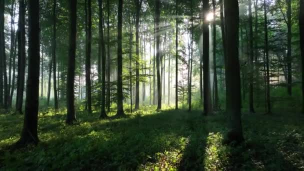 Schönes Sonnenlicht Grünen Wald Lizenzfreies Stock-Filmmaterial