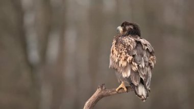 Beyaz kuyruklu kartal (Haliaeetus albicilla)